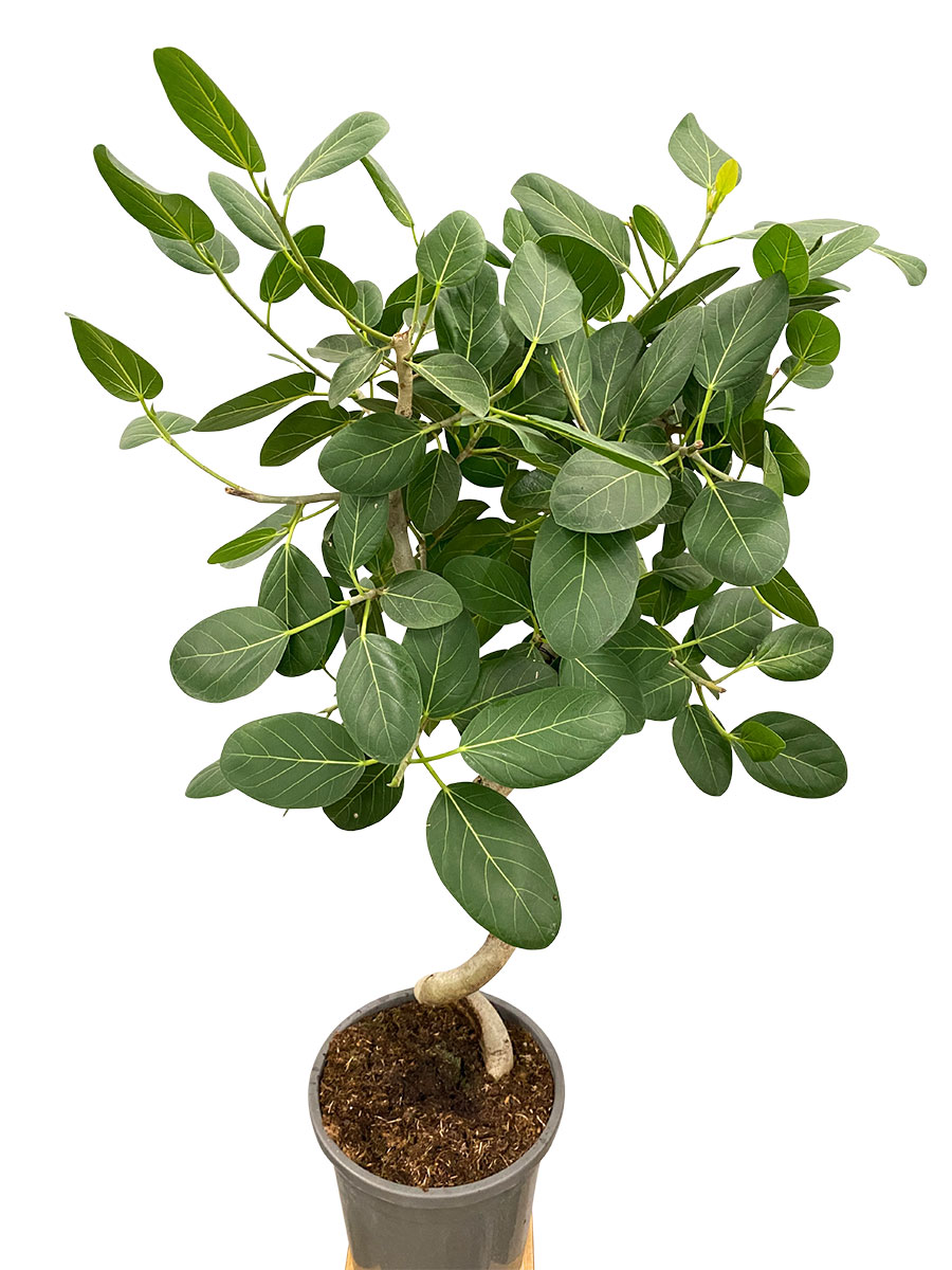 Ficus Benghalensis Spirale