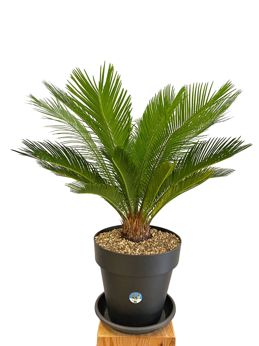 Palmfarn Cycas Revoluta