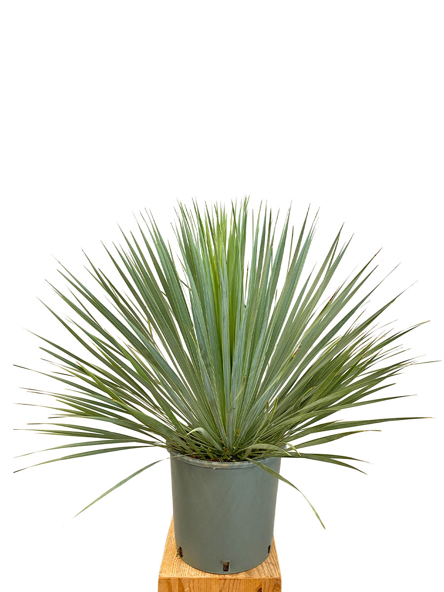 Yucca Rostrata