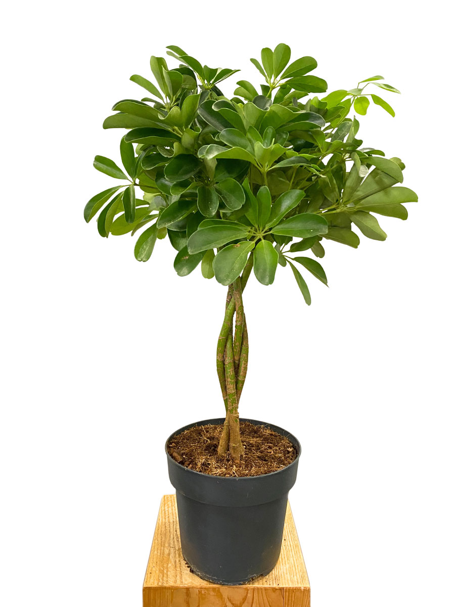 Schefflera Compacta Geflochten