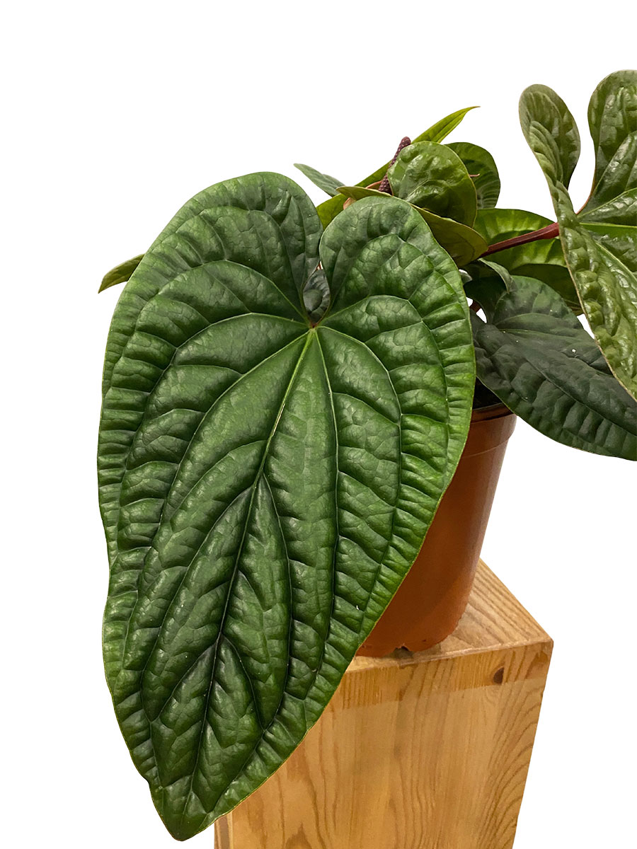 Anthurium Luxurians x Radicans