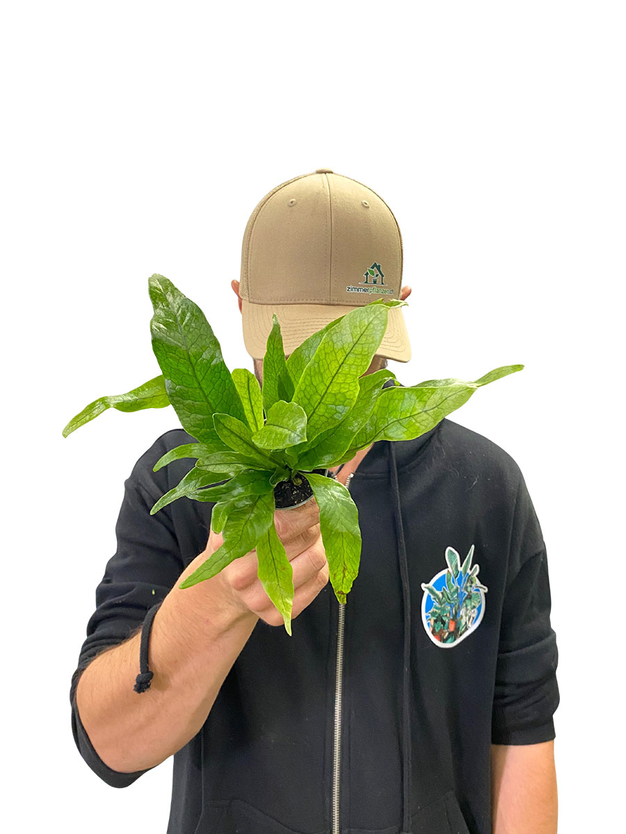 Krokodilfarn Microsorum Crocodyllus