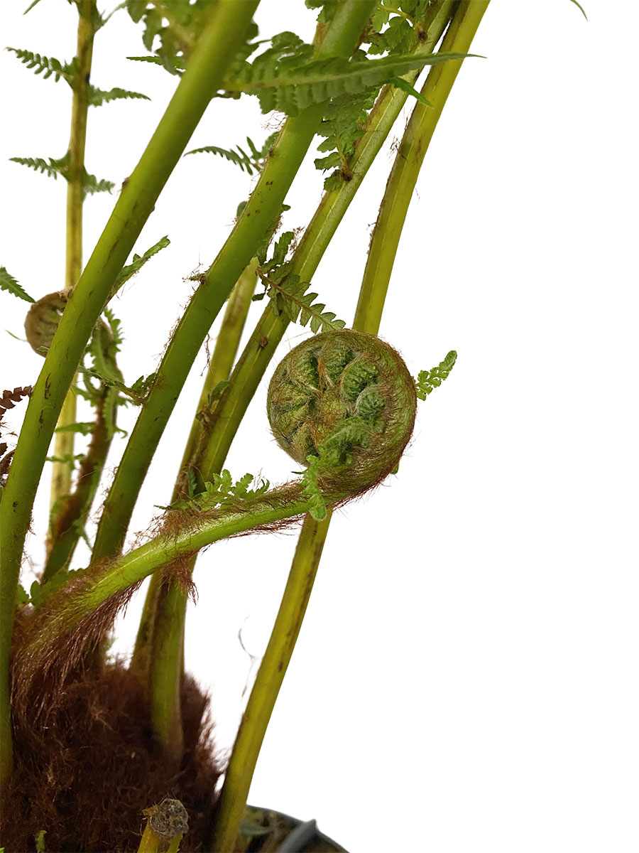 Baumfarn Dicksonia Antarctica XL