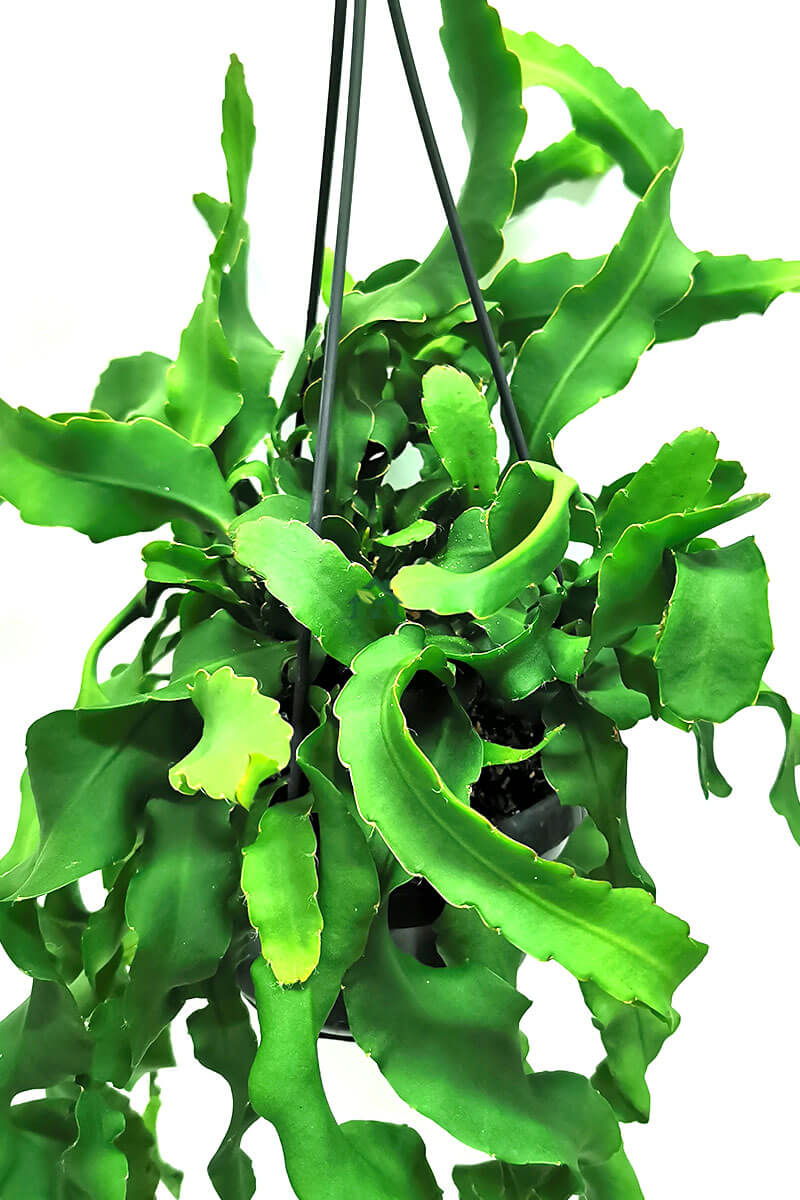 Blattkaktus Epiphyllum guatemalenis Zimmerpflanzen online kaufen