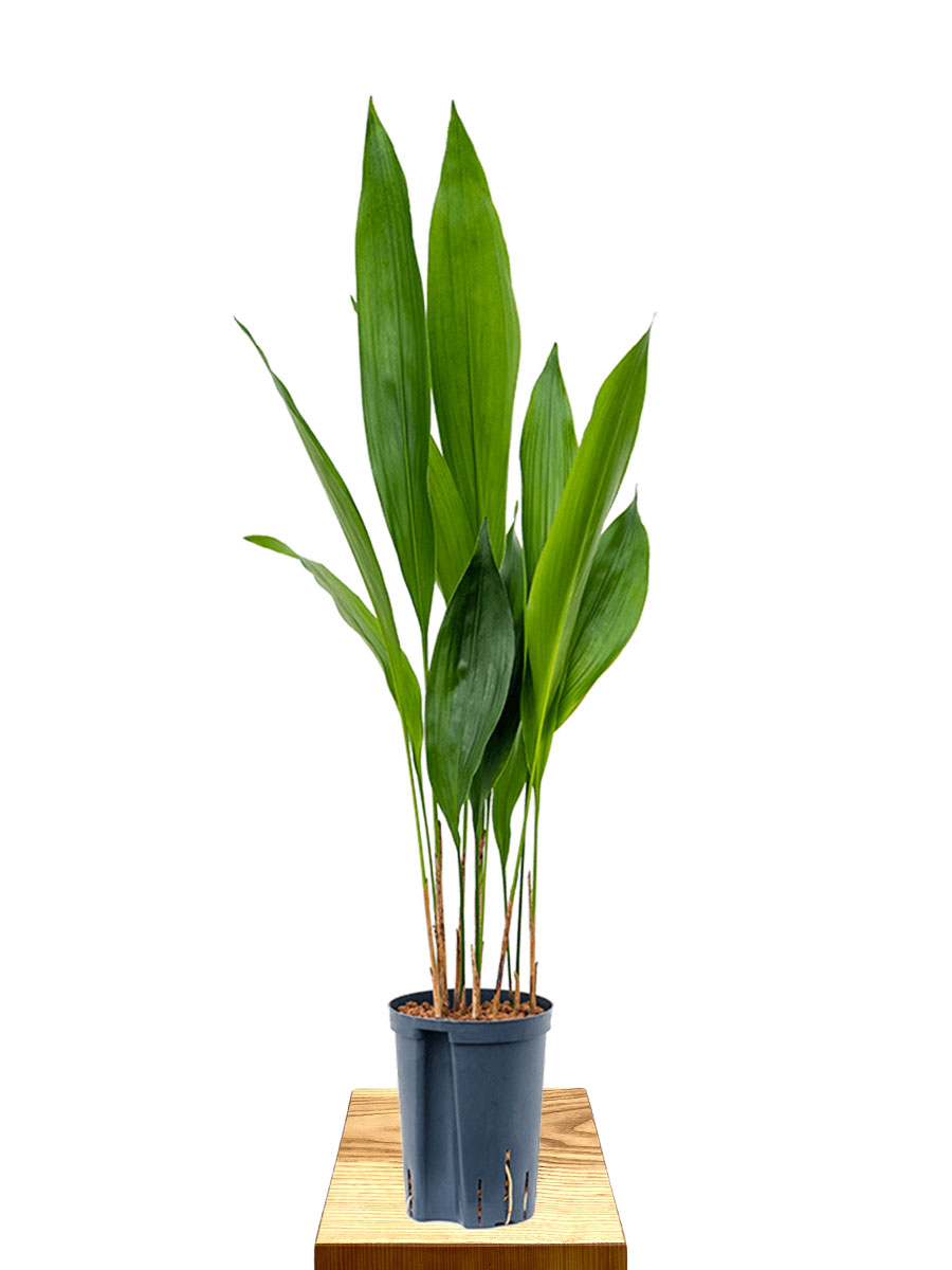 Hydro -  Schusterpalme Aspidistra Elatior