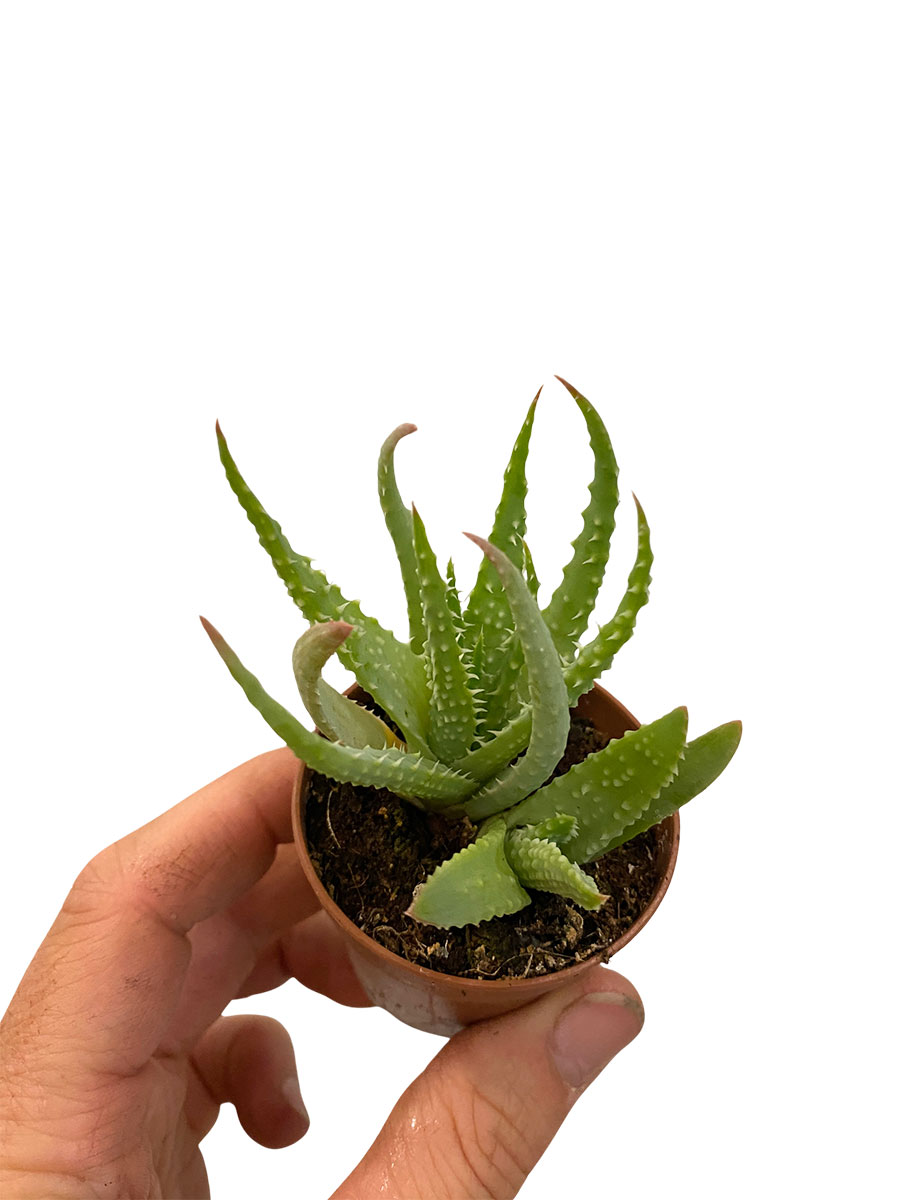 Baby Aloe Vera Humilis