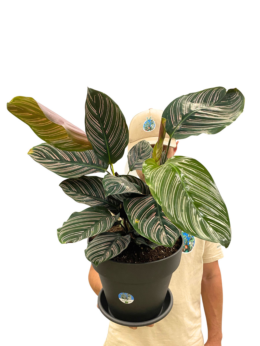 Calathea Ornata