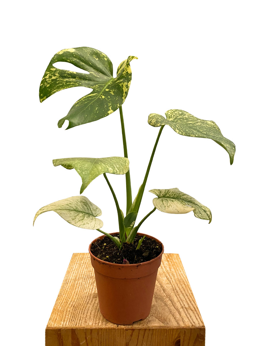 Monstera Deliciosa Mint Variegata