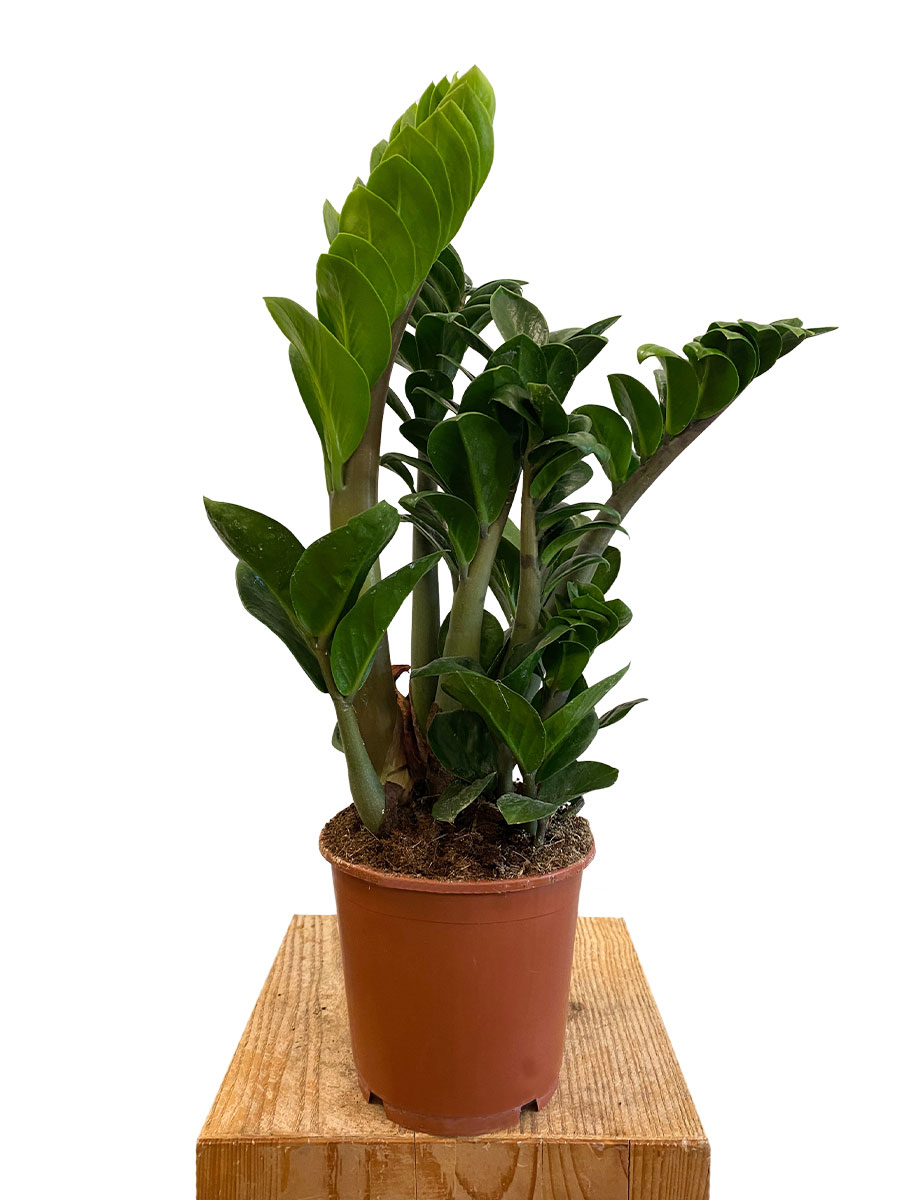 Zamioculcas Zenzi - Ø14 cm