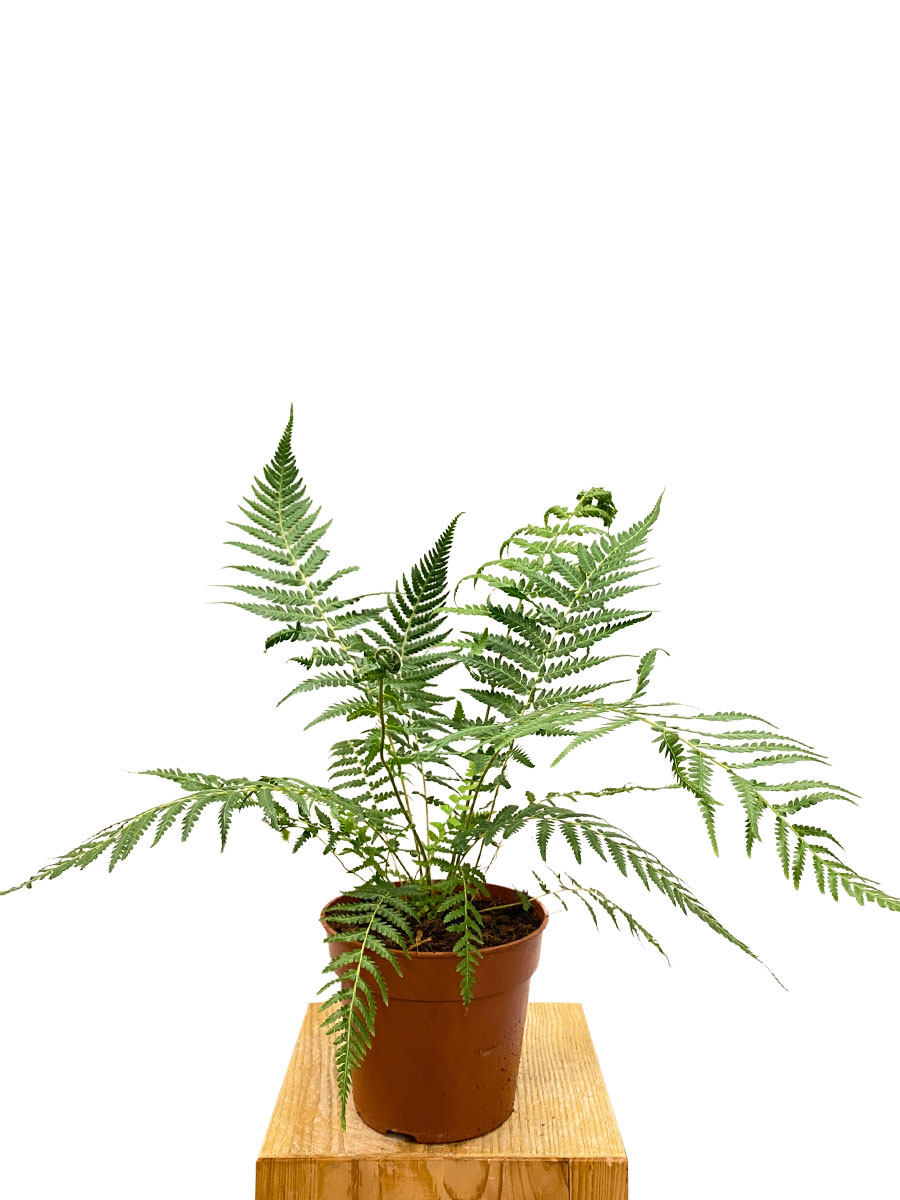 Baumfarn Dicksonia Antarctica