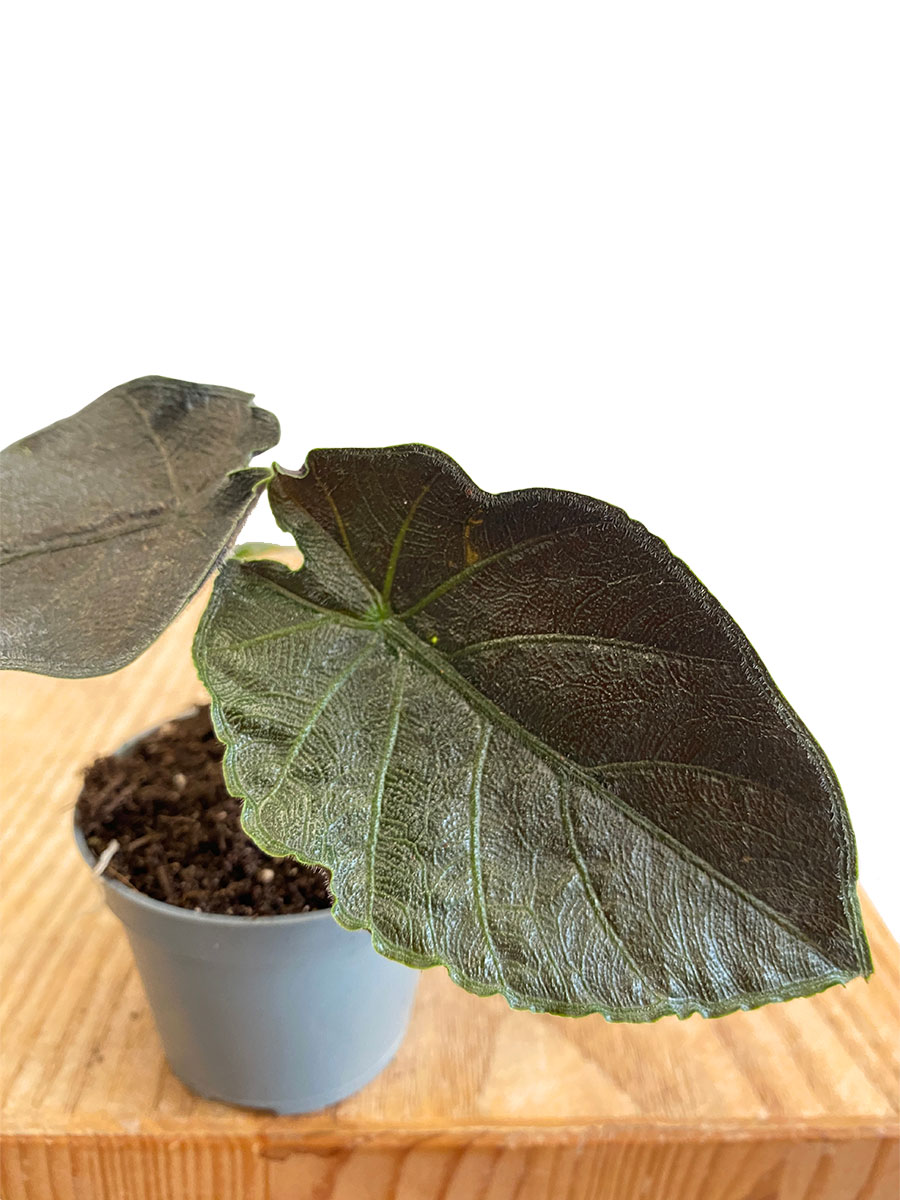 Baby Alocasia Antoro Velvet
