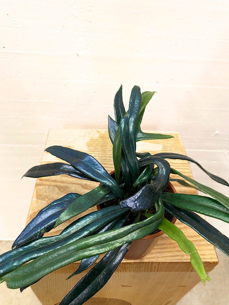 Microsorum thailandicum Microsorum thailandicum