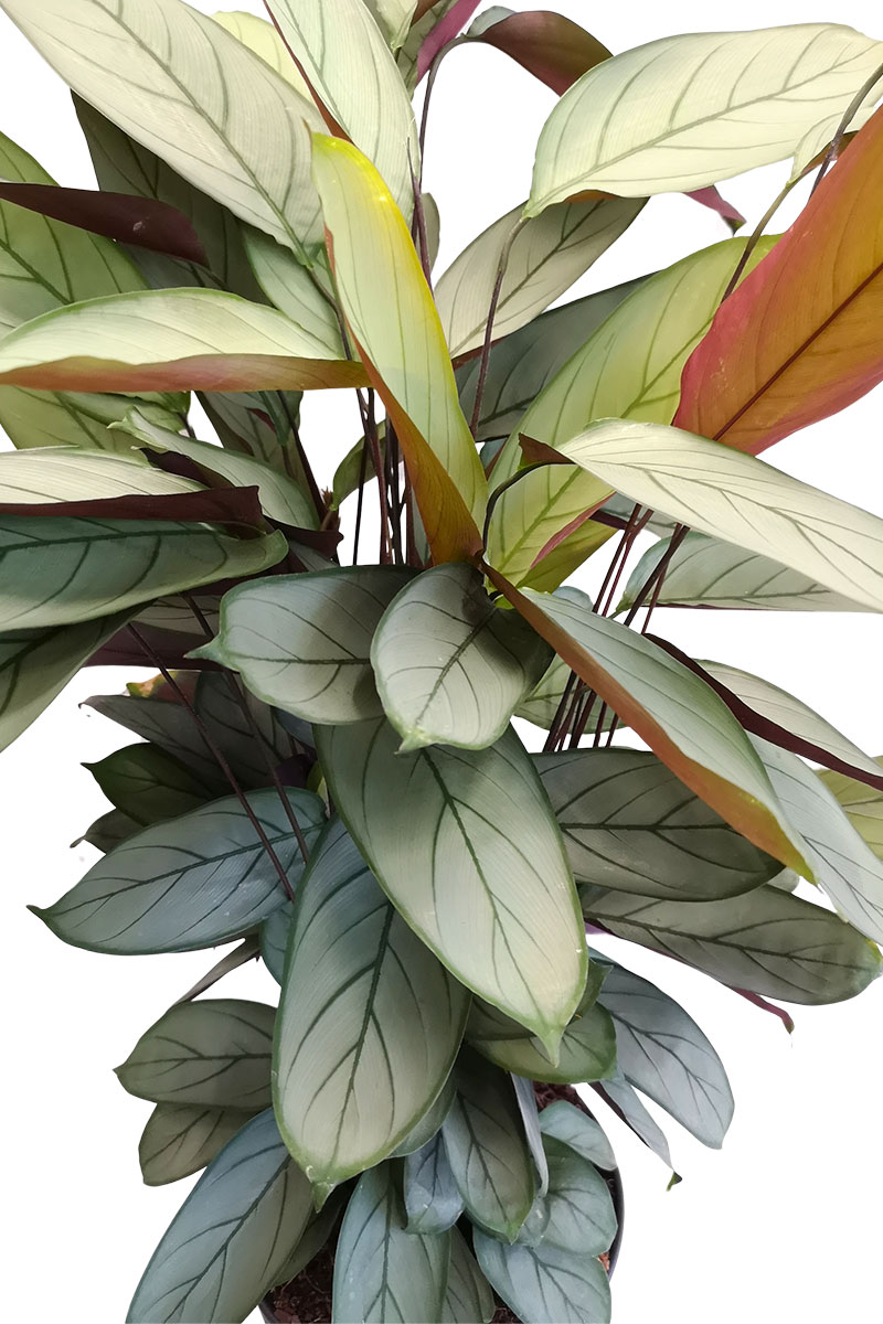 Calathea Silver Star - Gross