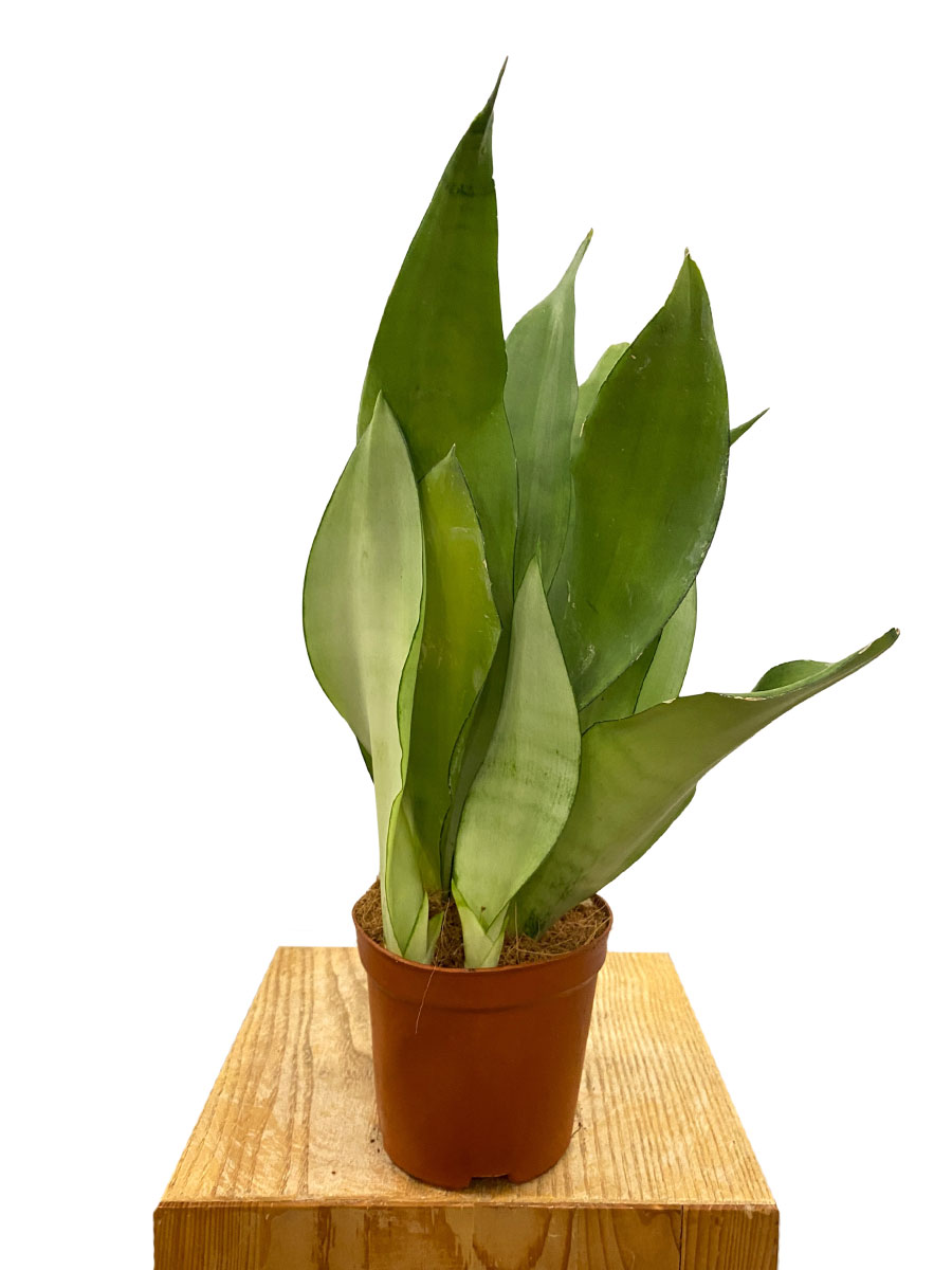 Bogenhanf Sansevieria Moonshine