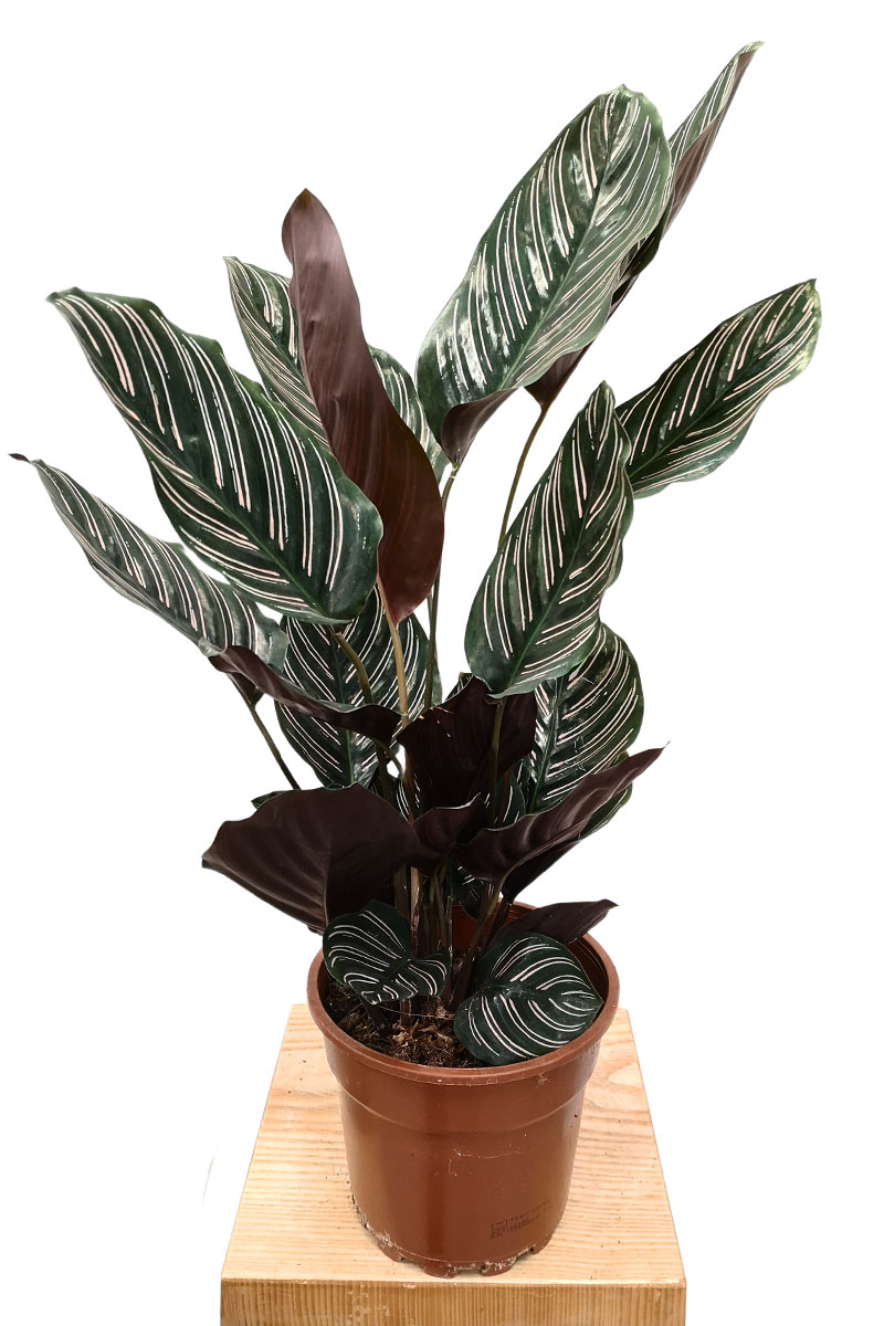Calathea Ornata
