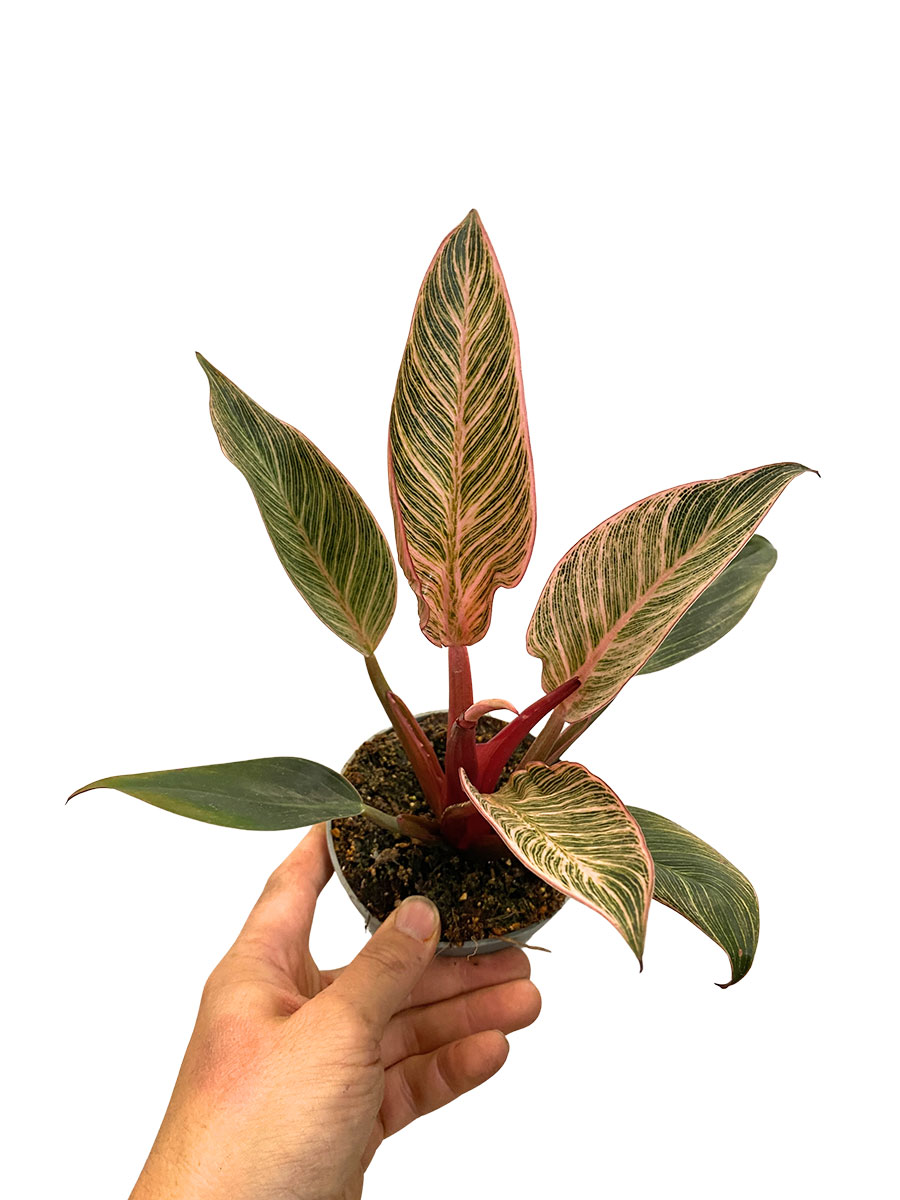Philodendron Rosa Bikini