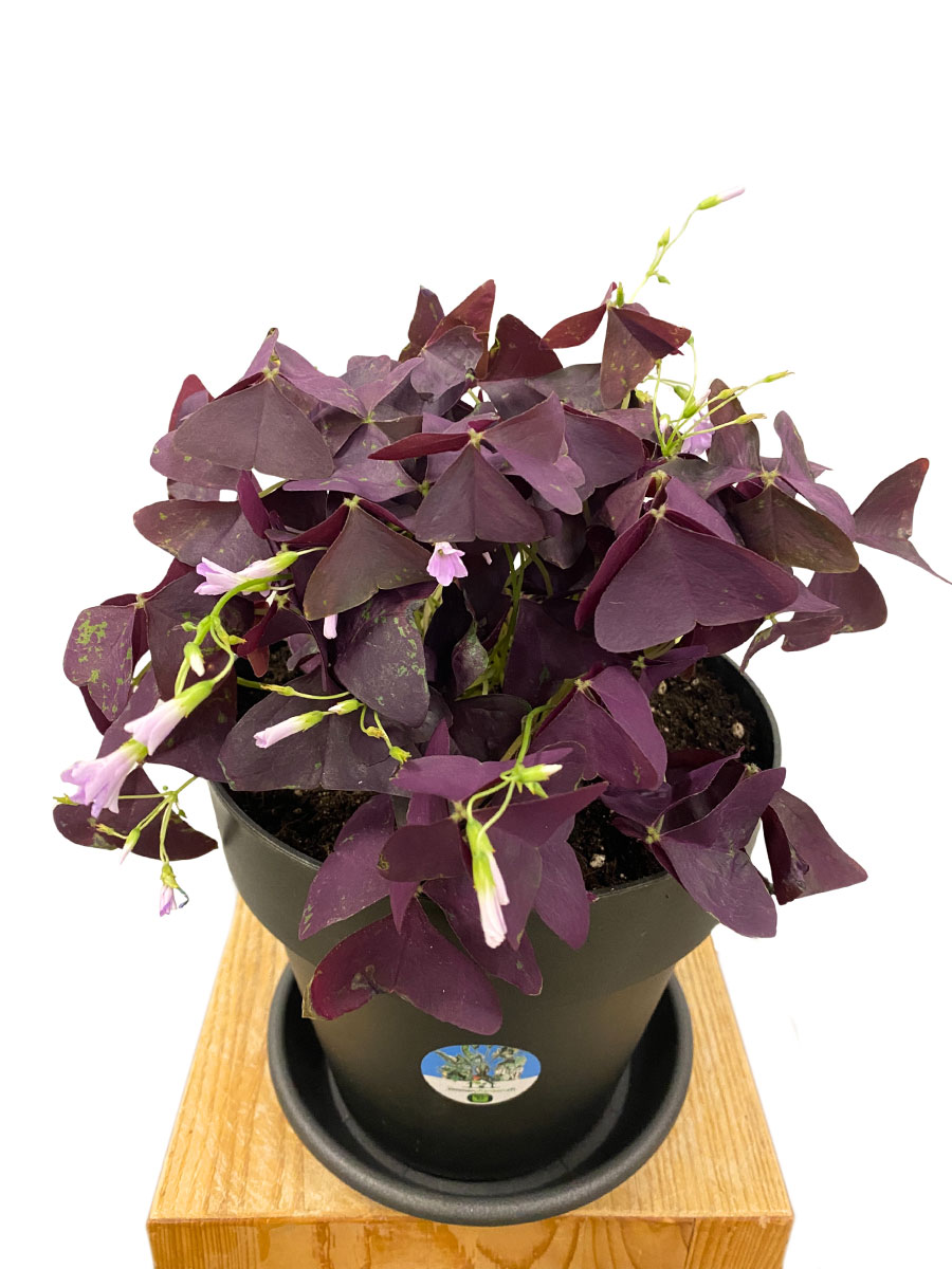 Roter Glücksklee Oxalis Triangularis