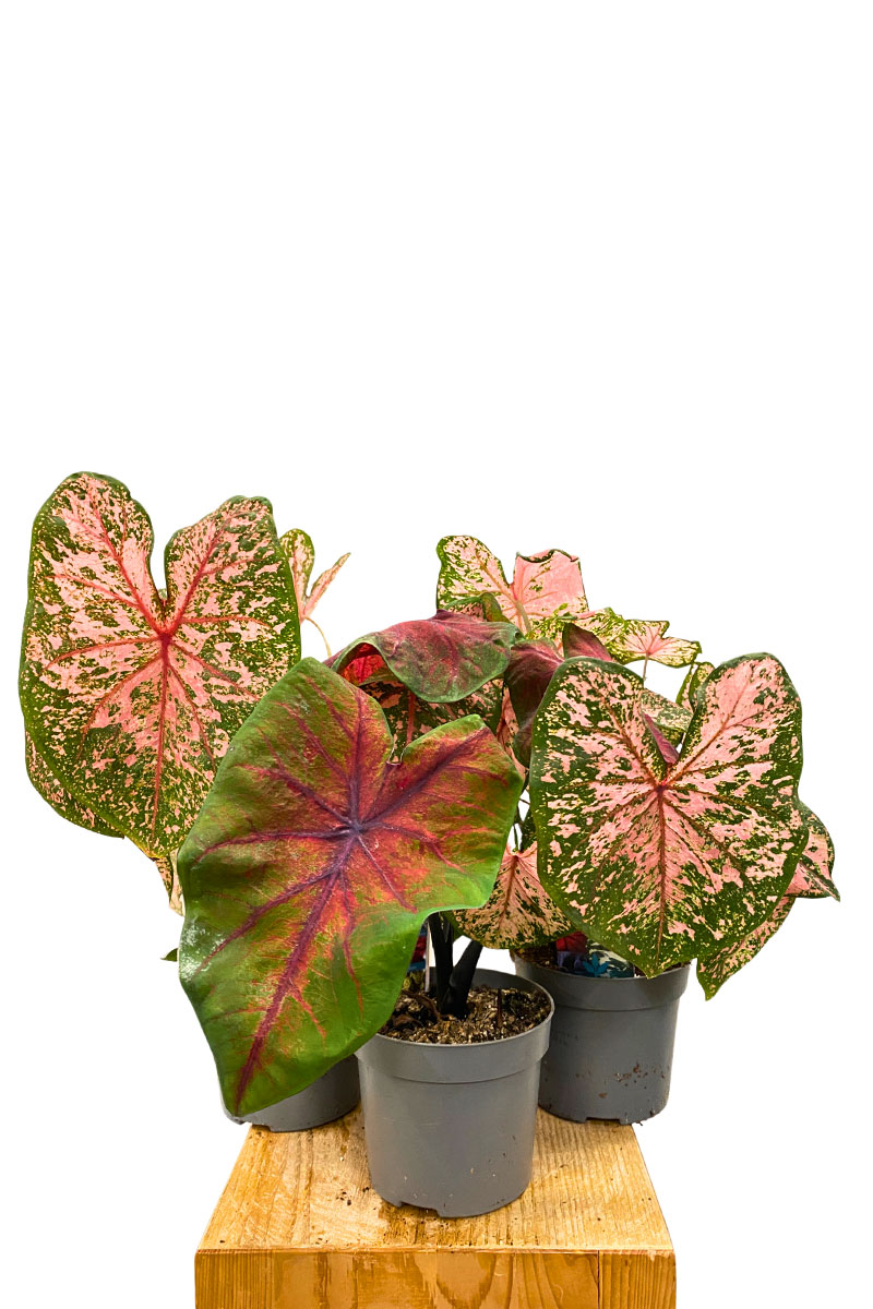 Caladium Trio Mix