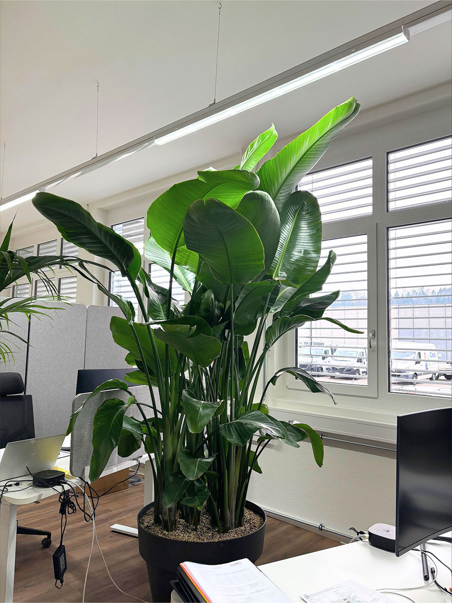 Strelitzia Nicolai - Super Size