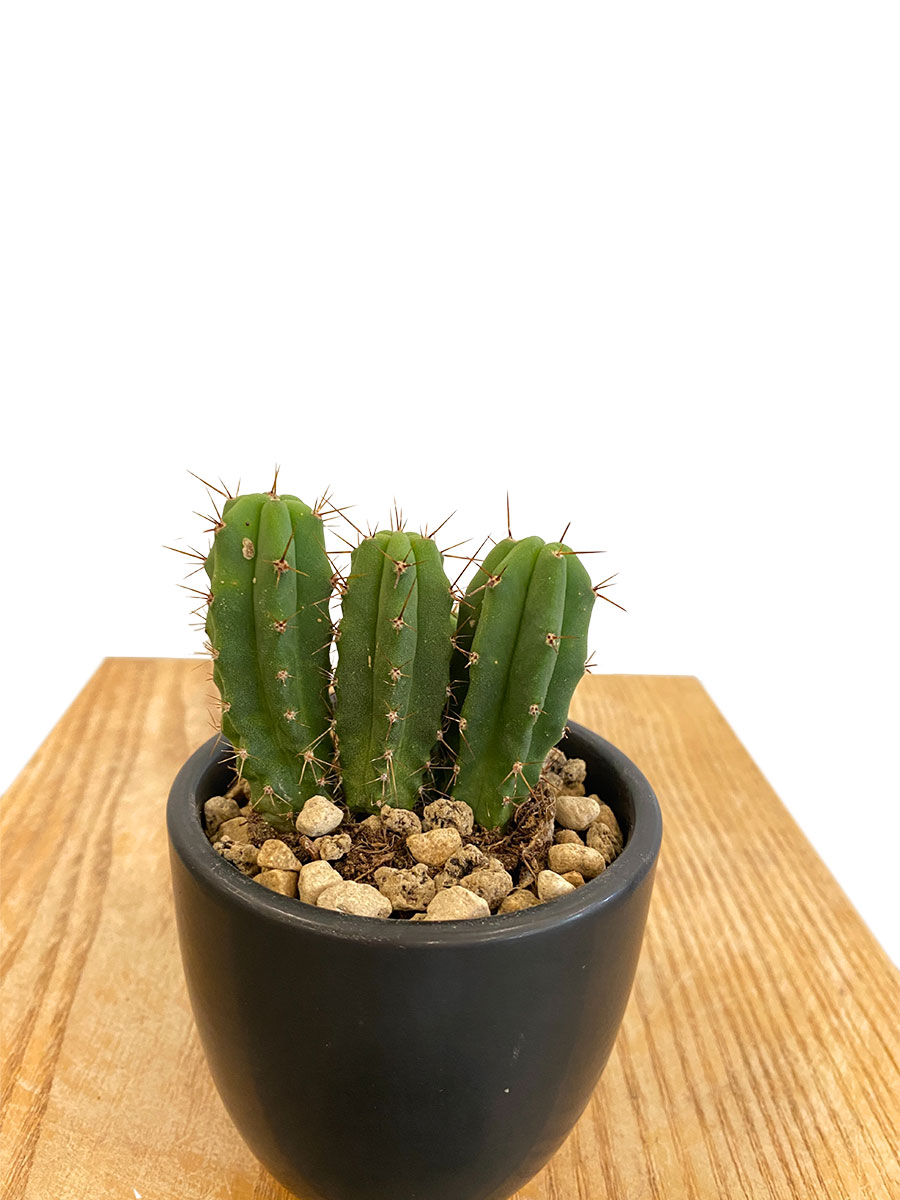 Baby San Pedro Kaktus Keramik