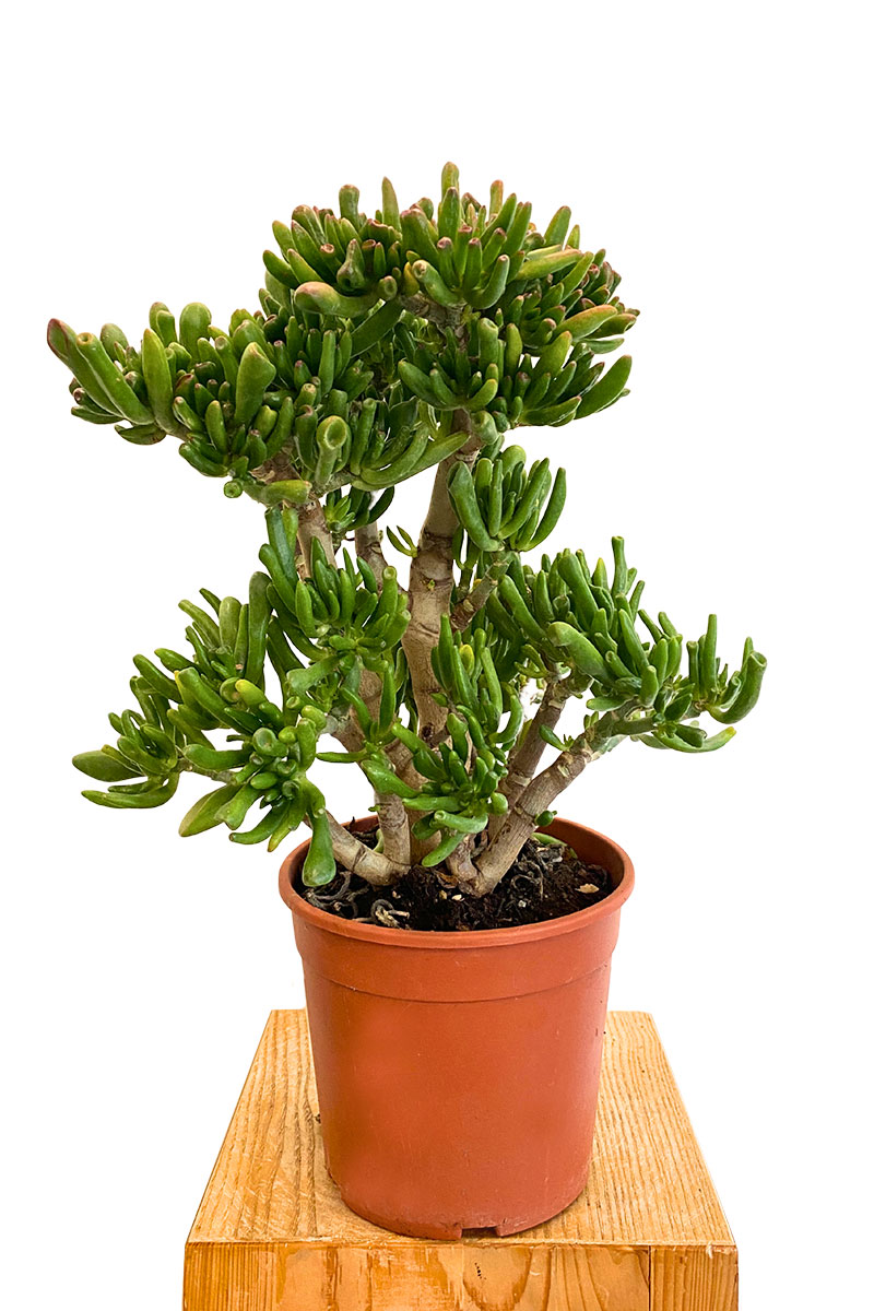 Geldbaum Crassula Gollum