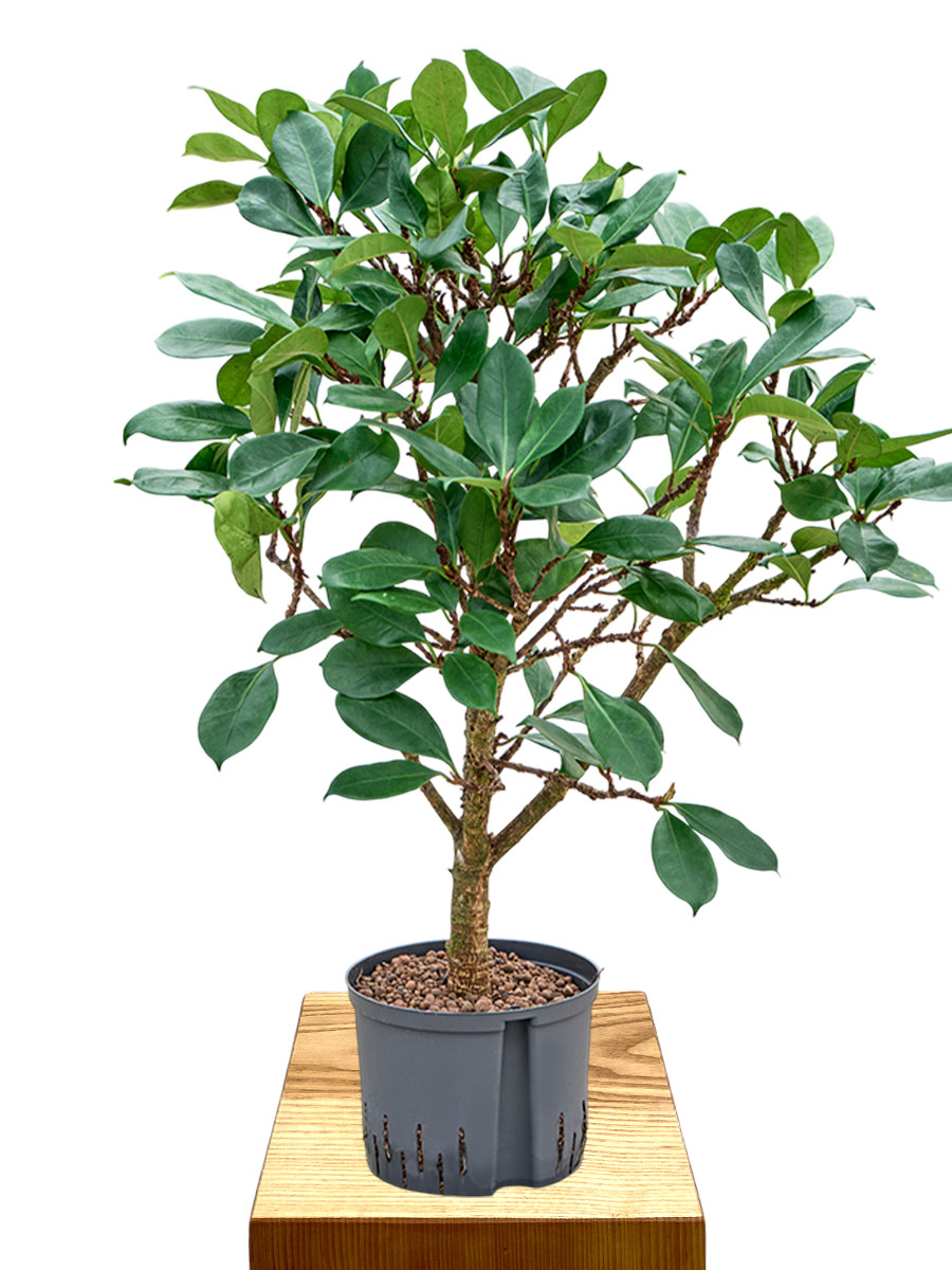 Hydro - Ficus Cyathistipula Verzweigt