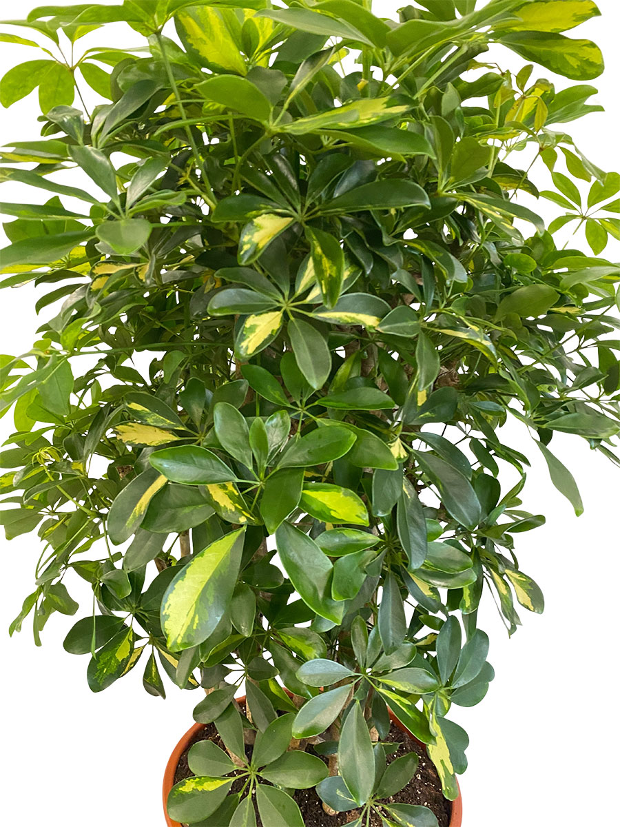 Schefflera Gold Capella verzweigt - Gross