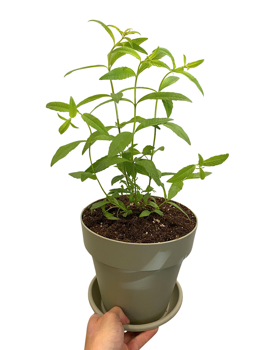 Bio Zitronenverbene Aloysia Citrodora - Fertig