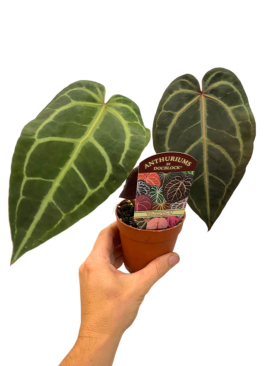 Anthurium DocBlock Sweet Home® 32 x Tortoise Shell Brown® 34