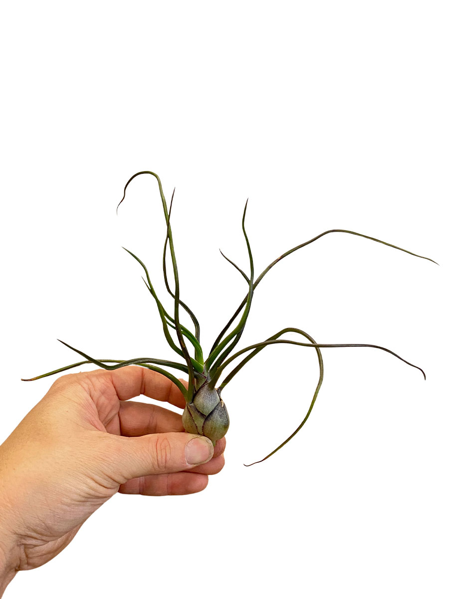 Tillandsia Bulbosa XL