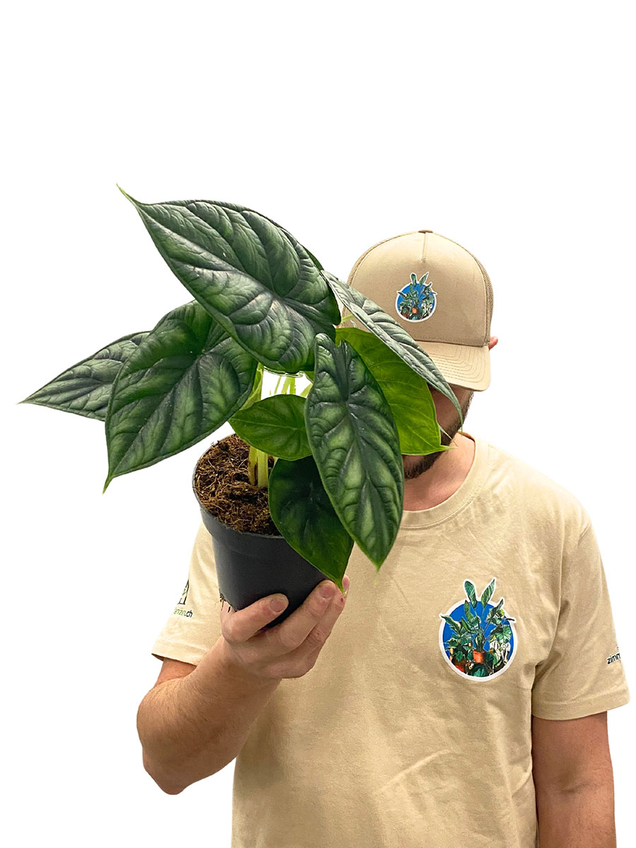 Alocasia Dragon Scale
