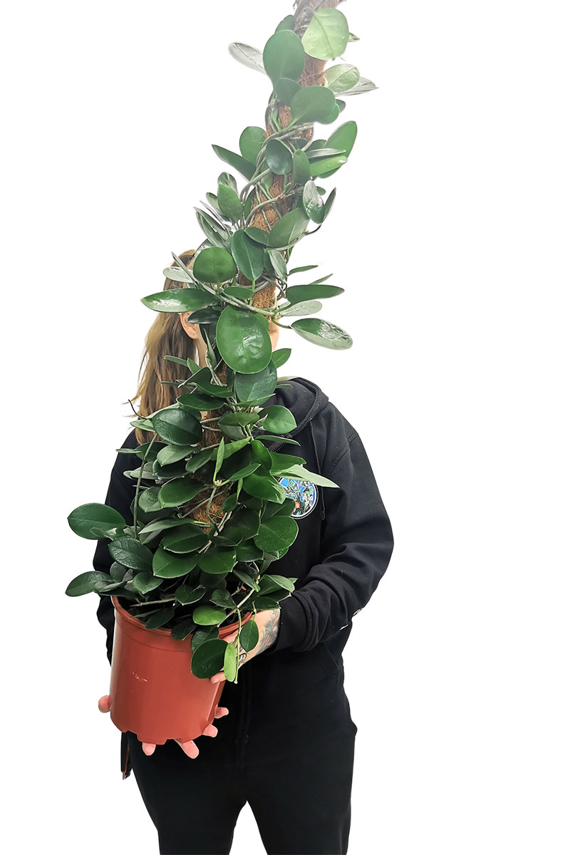 Wachsblume Hoya australis 100cm