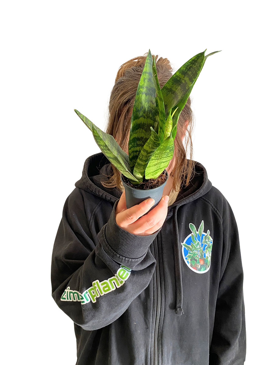 Baby Bogenhanf Sansevieria Black Coral
