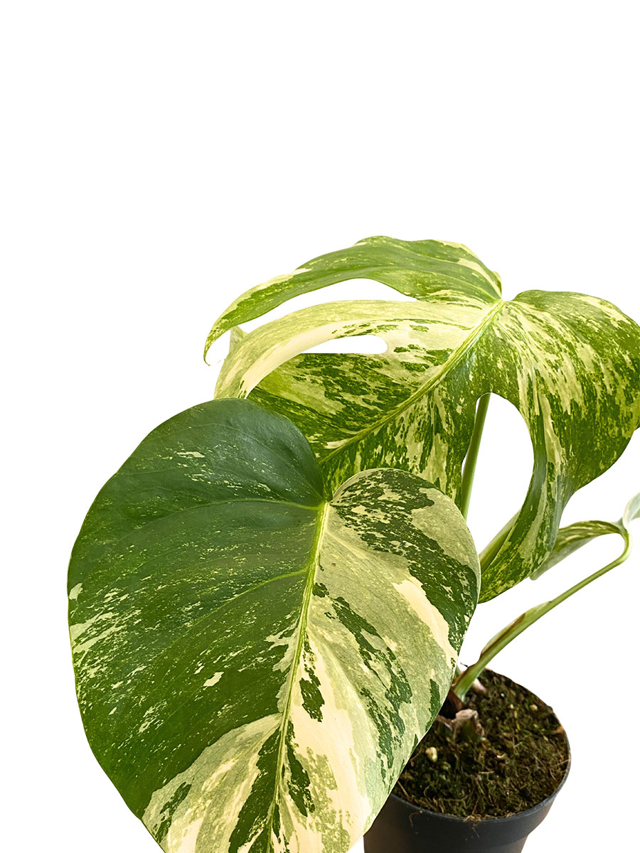 Monstera Deliciosa Variegata
