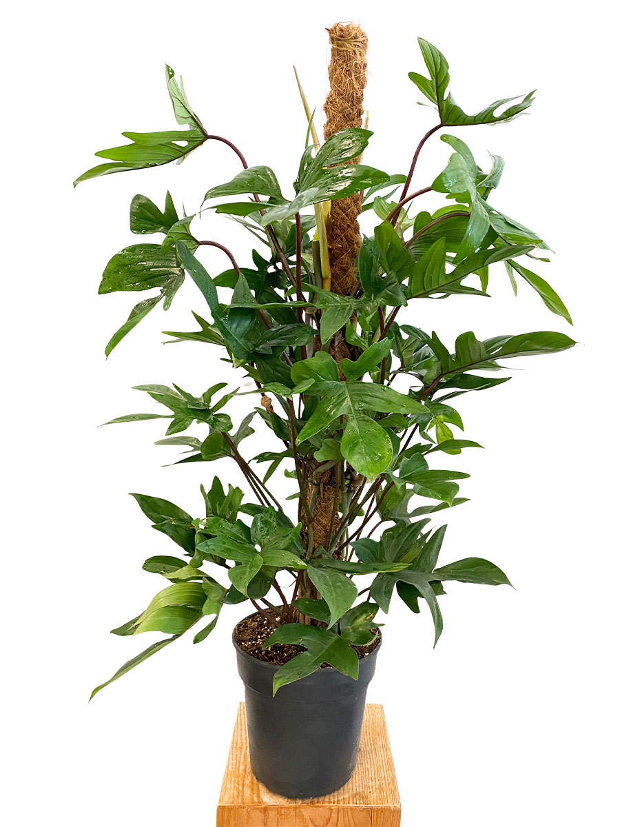 Philodendron Pedatum Moosstab - Ø21 cm