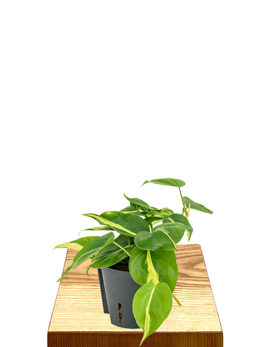 Hydro - Philodendron Scandens Brasil