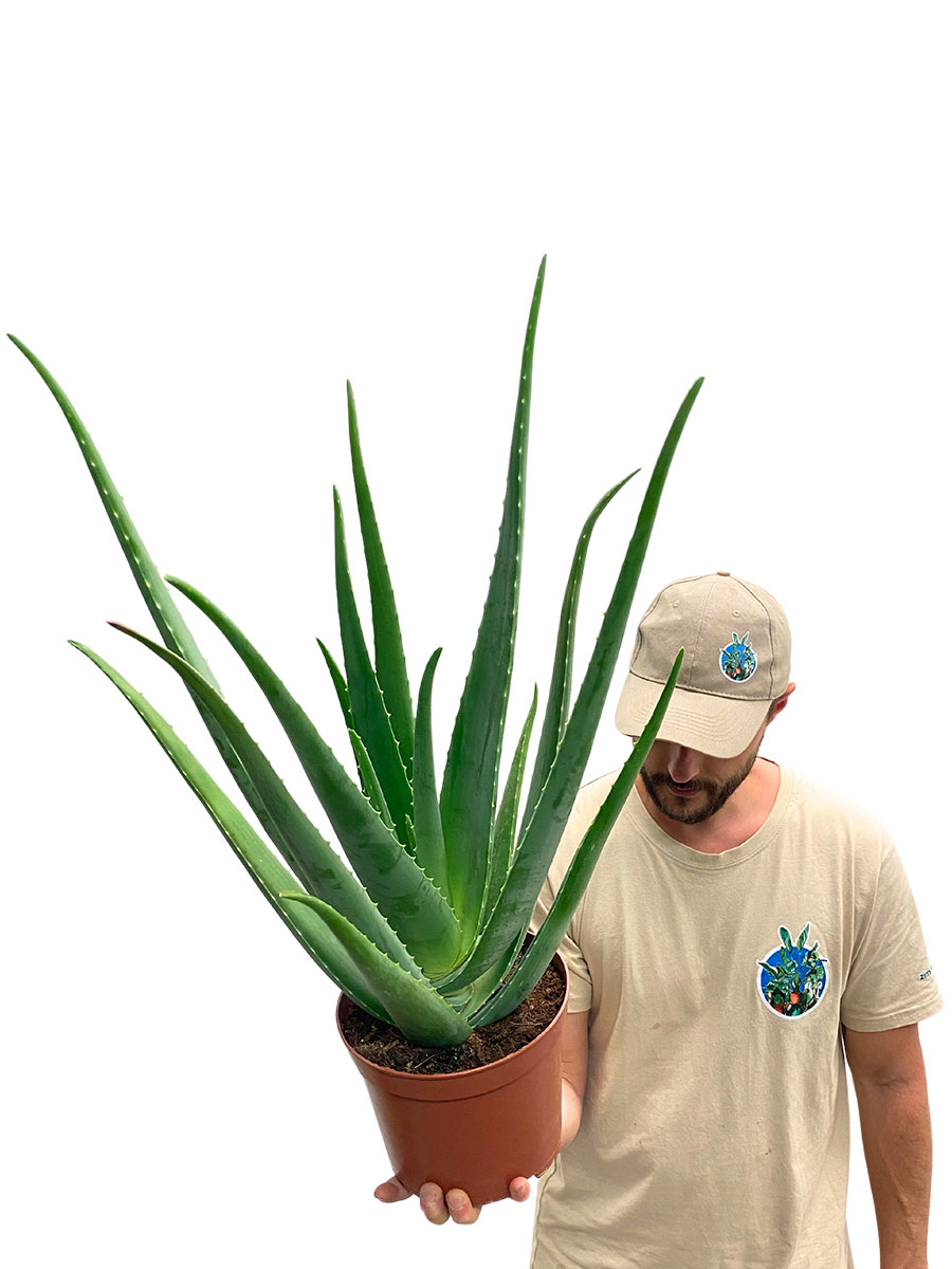 Echte Aloe Vera Bio XL