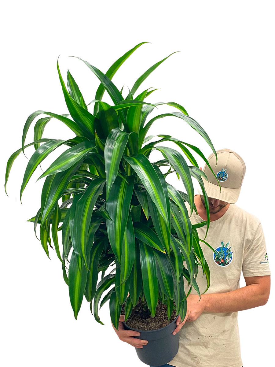 Dracaena Hawaiian Sunshine verzweigt