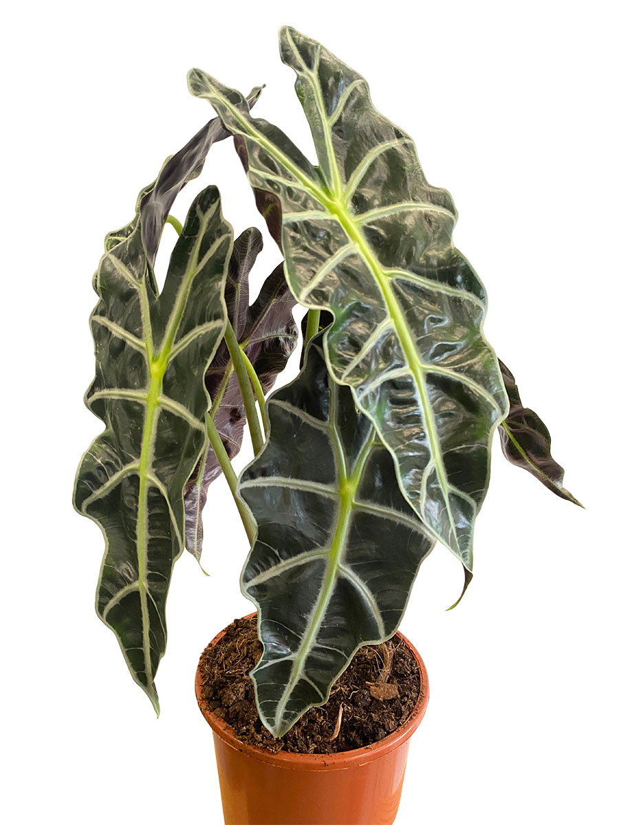 Alocasia Polly