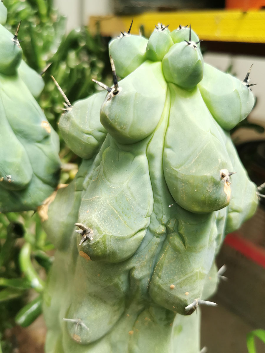 Myrtillocactus geometrizans - Booby