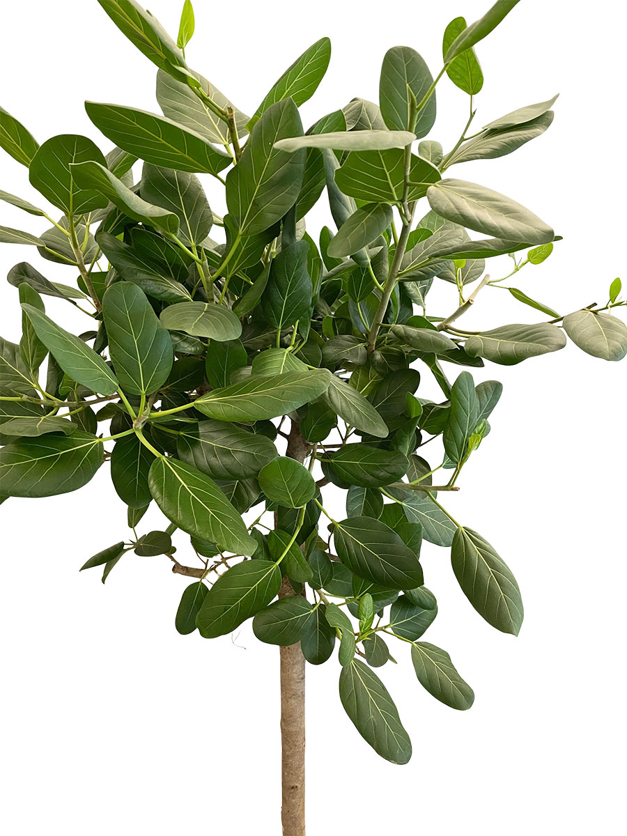 Ficus Benghalensis Audrey Stamm XXL