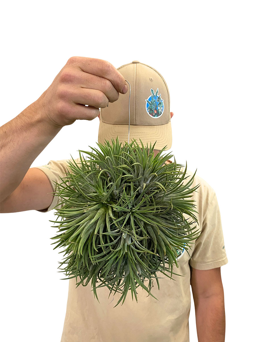 Tillandsia Magic Ball XXL
