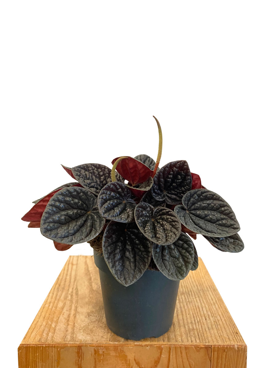 Peperomia Chocolat