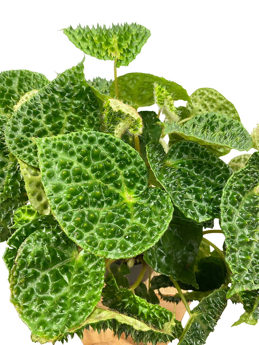 Begonia Ferox Green Dinosaur 
