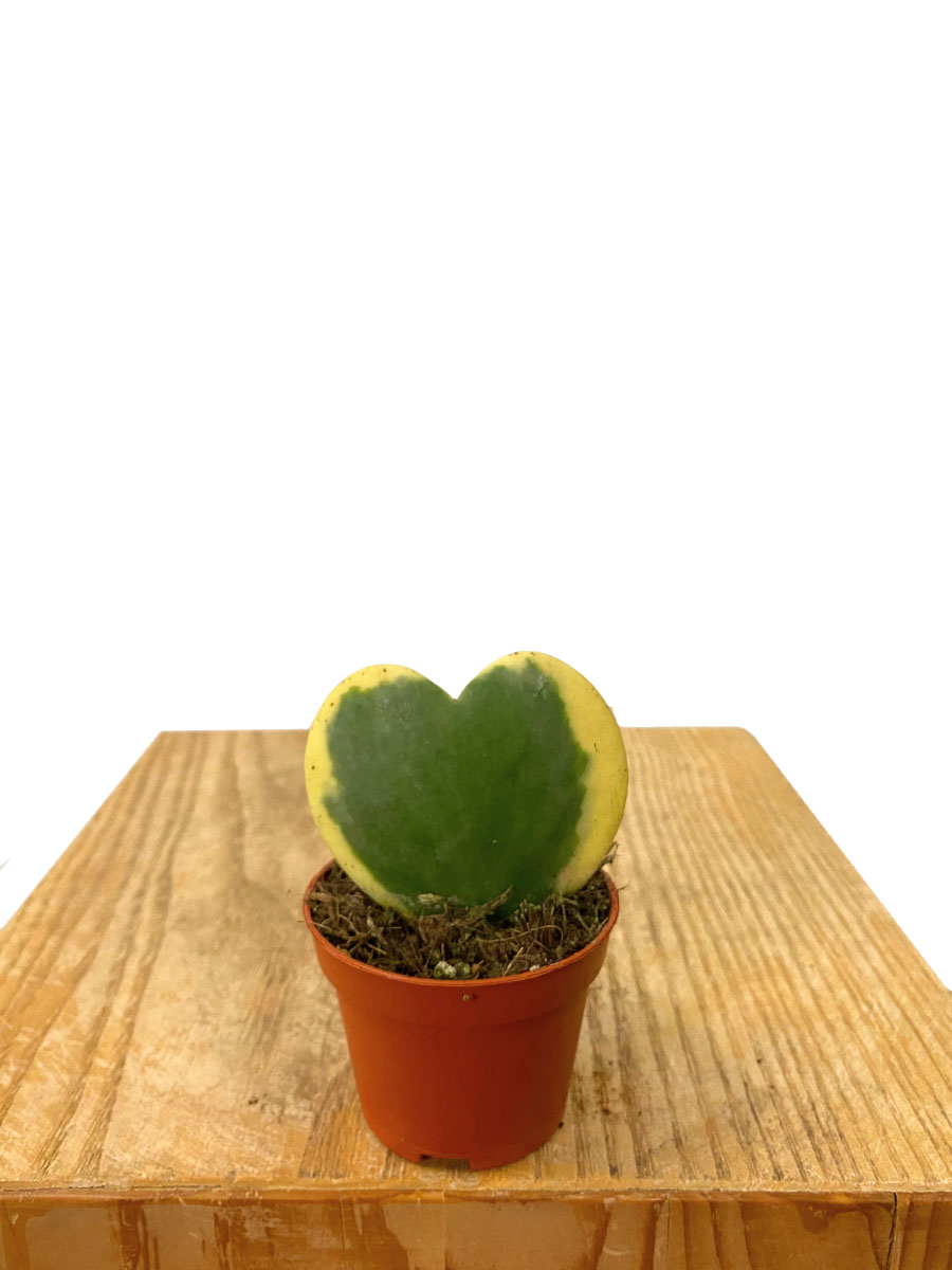 Herzblatt- Pflanze Hoya Kerrii Variegata