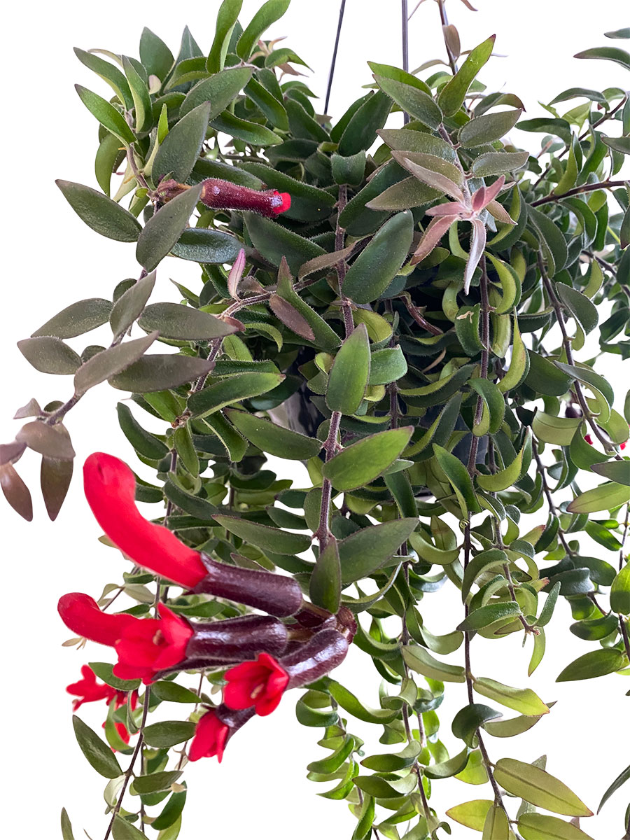 Hänger - Lipstick Plant Aeschynanthus Twister