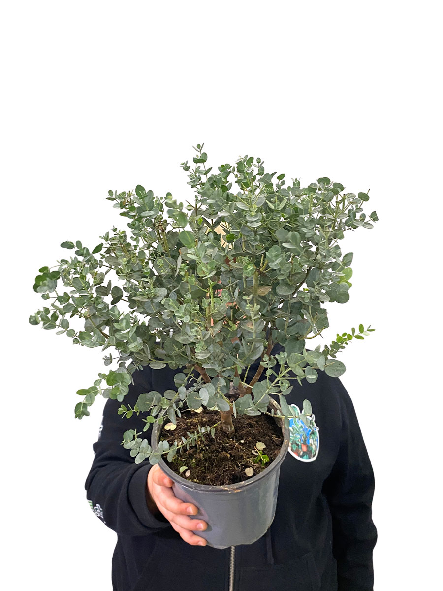 Eucalyptus Gunnii