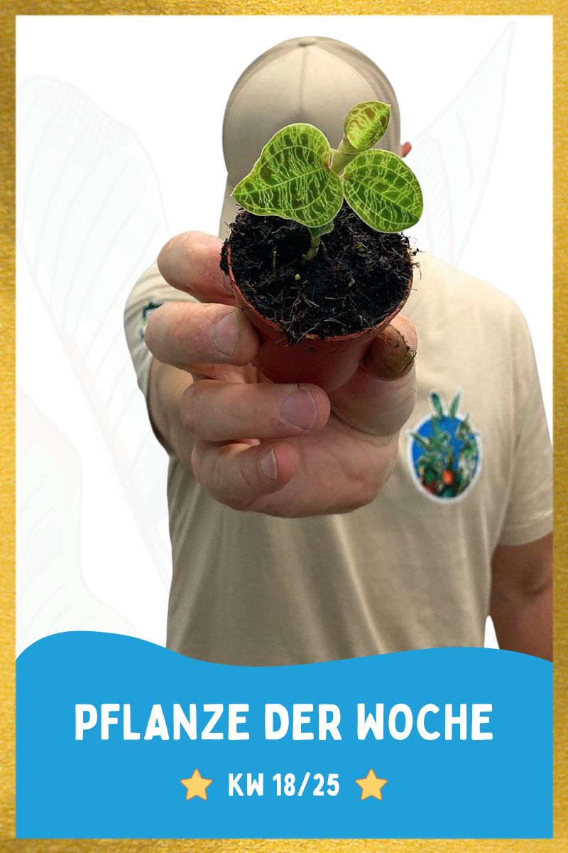 Juwelorchidee Macodes Smaragd