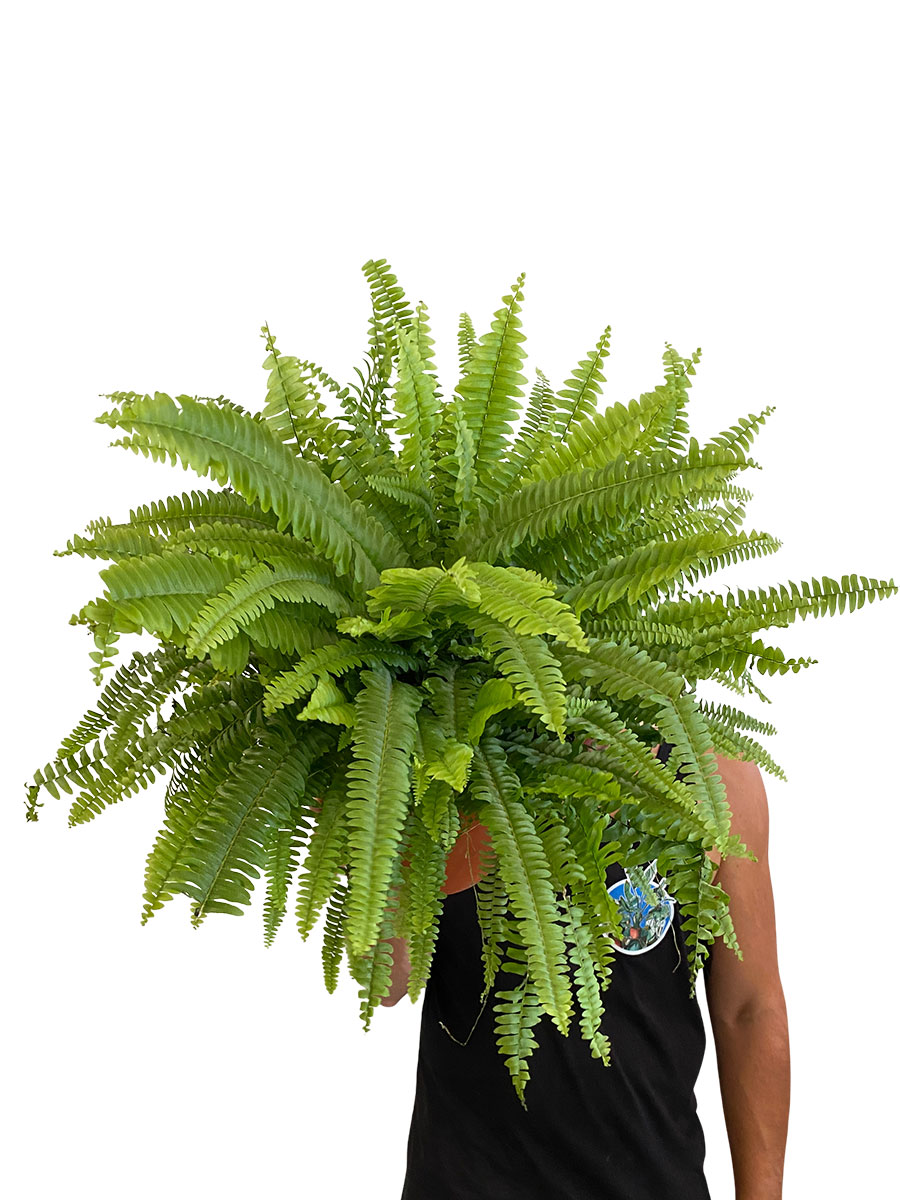 Schwertfarn Nephrolepis Exaltata