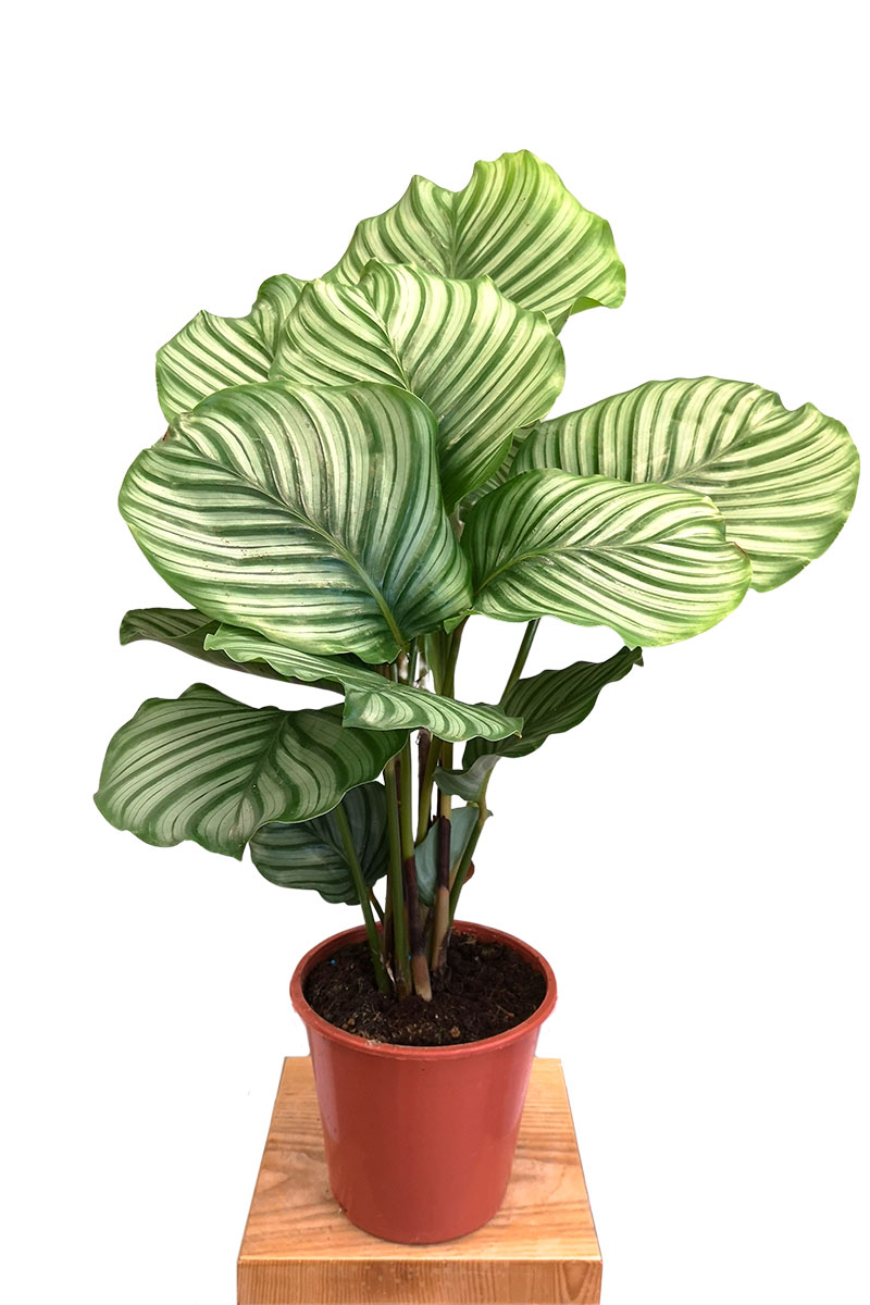 Calathea Orbifolia